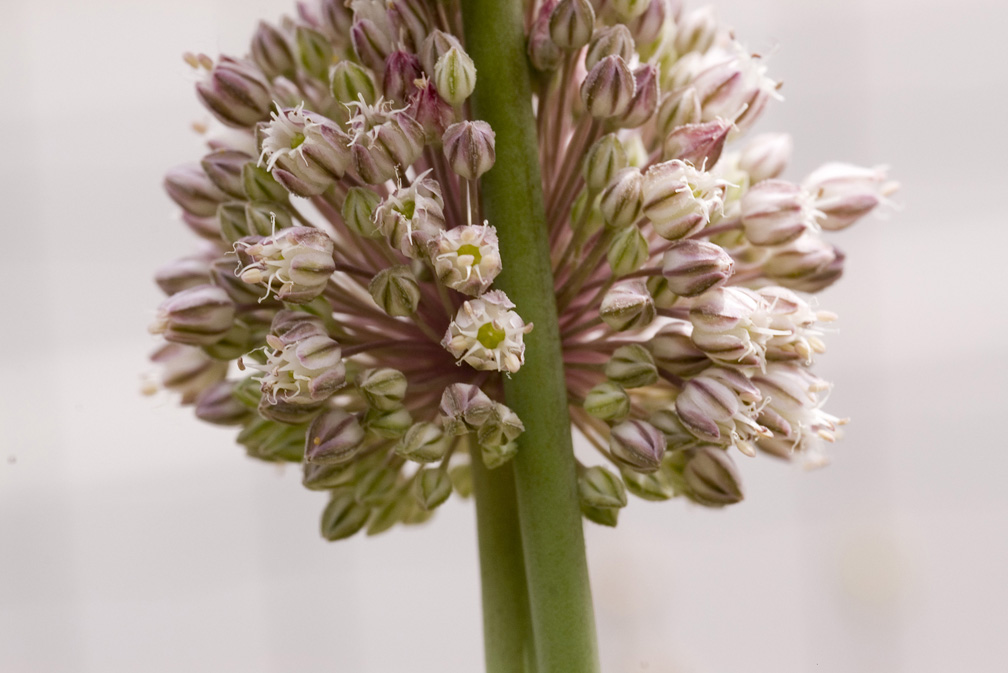 Allium ampeloprasum / Porraccio